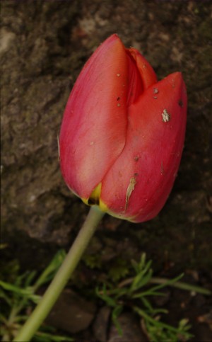 Fallen Beauty